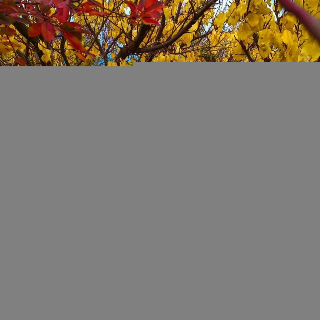 دانلود آهنگ چوپی چوپی فتاح